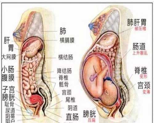 北京有没代孕的医院：代孕三个月男胎儿图预测