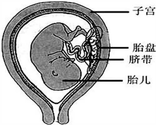北京添一代孕价格查询：代孕前三个月吃什么叶